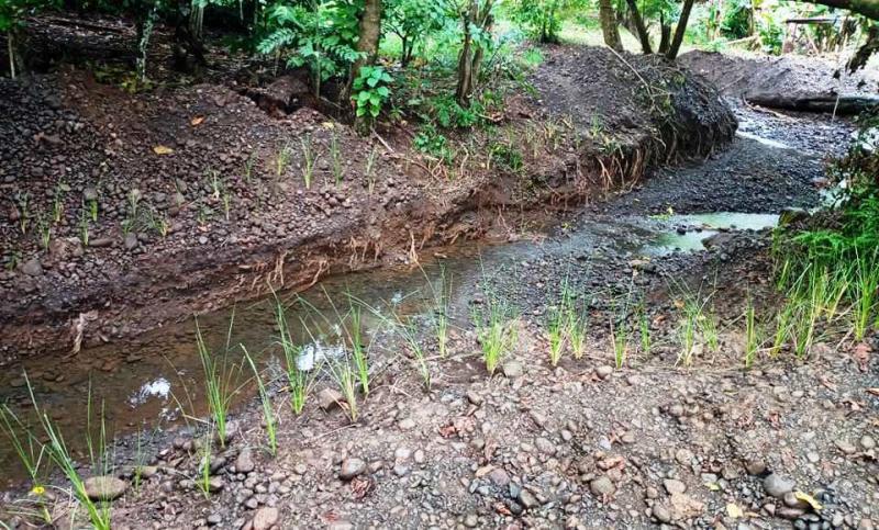 MNRE Looks to Vetiver Grass as Solution to Flooding & Landslides
