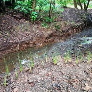 MNRE Looks to Vetiver Grass as Solution to Flooding & Landslides