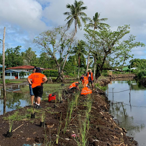 Samoa IW Vetiver Grass