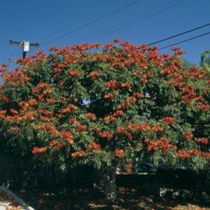 African tulip – a major threat to biodiversity in Fiji