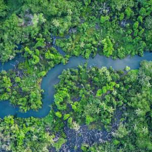 Wetlands and climate change: preserving carbon sinks in the Pacific region